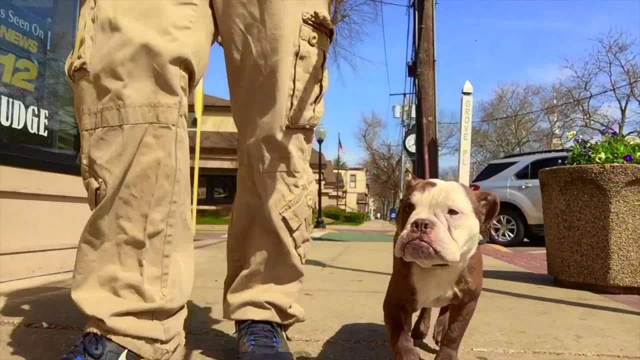 Long Island Dog Trainer Bulldog/Boston Terrier with Amazing Obedience