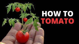 HOW TO Grow Tomatoes (ALL you need to know!) What Everyone Should Know Before Growing Tomatoes