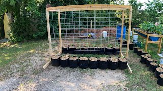 Cucumber Trellis For My Garden Made With A Tractor Supply Cattle Panel