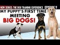 NEW EPISODE! My Puppy’s First Time Meeting BIG Dogs and WAY More! (Dog Training Experience Ep. 9)