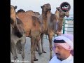 منقية خالد جمعان الفتح من مهرجان مزاين العوازم السابع 2024 
