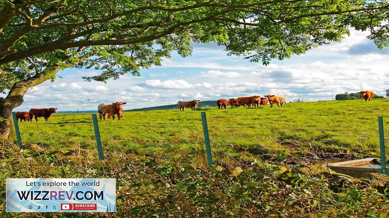 Garvee 4FT Metal Fence Posts Pack of 8 U Shaped Steel Stakes