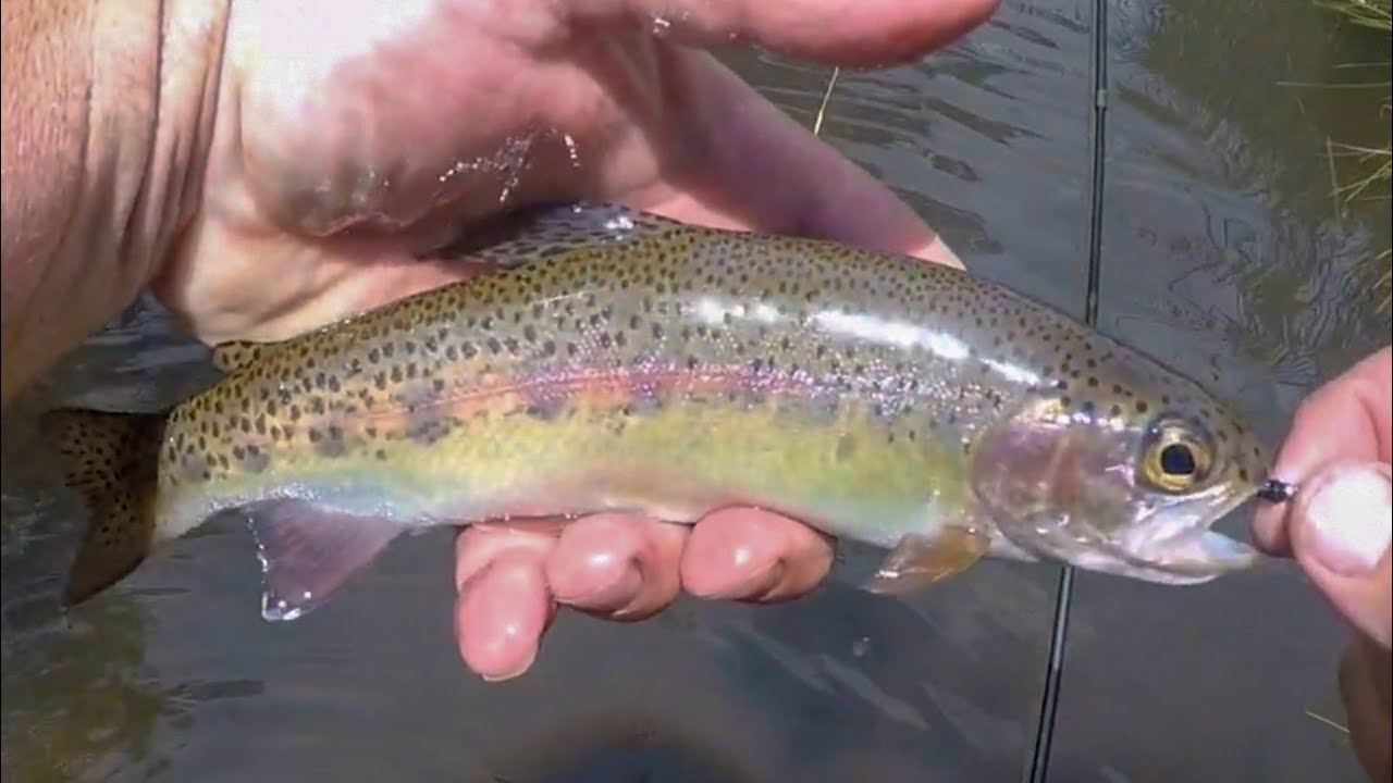 fly fishing for rainbow trout YouTube