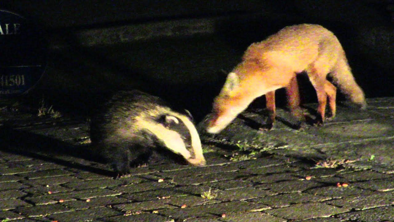 badger, fox , cat YouTube