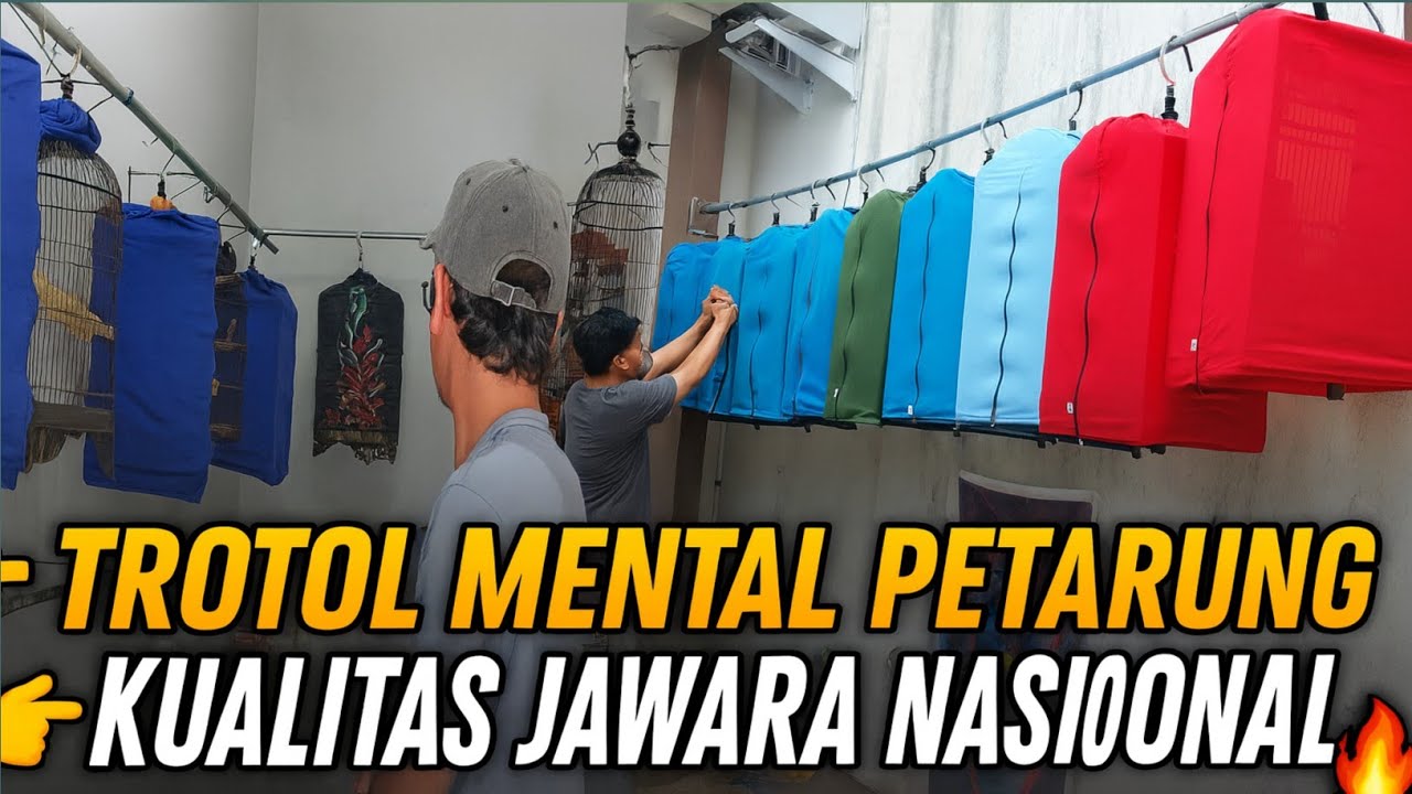 TERNYATA ADA‼️TROTOL FIGHTER INDUKAN HUTAN KUALITAS NASIONAL HARGA MURAH TERNAK PANEN &SEKOLAH MURAI
