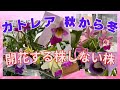 カトレア開花 シース枯れる株など 失敗から学ぶ