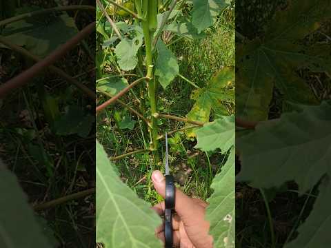 Okra Farming #satisfying