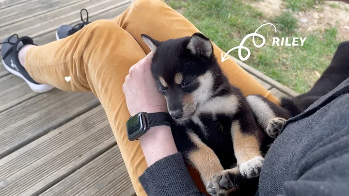 We Met Our Shiba Inu PUPPY For The First Time