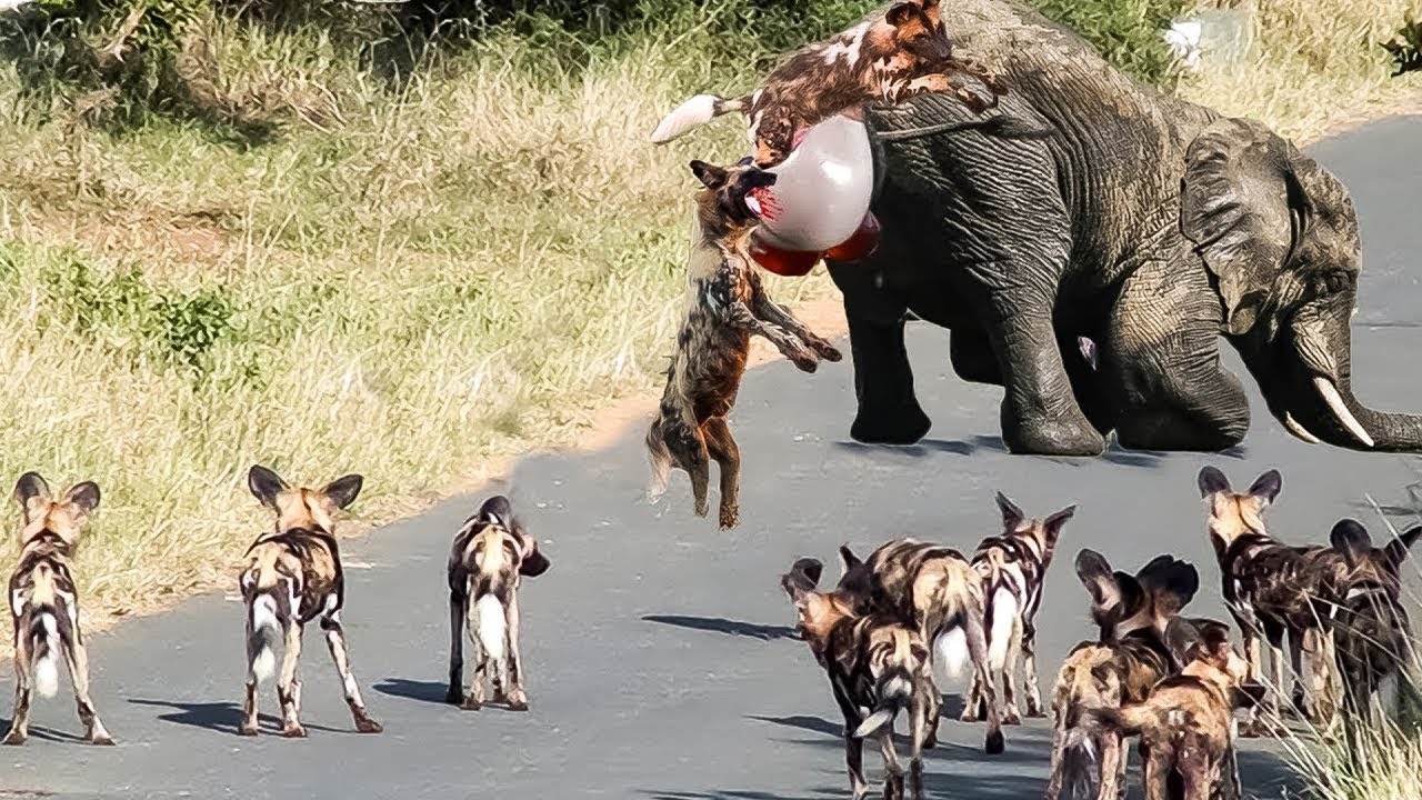 The cruelty of jackals towards their prey YouTube