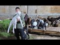 وصول صفقة جديان وماعز والده وجديان أصناف عاليه شامي وزرايي سلالات عالية ياتلحق يامتلحقش 