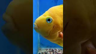 Yellow Parrot Cichlid 🐟💛 | Radiant Fish World Cox’s Bazar Aquarium Beauty