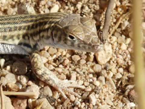birds and wildlife of sharm el sheikh.MPG 