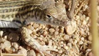 Birds And Wildlife Of Sharm El Sheikh.mpg