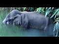 Heartbreaking Video of Kerala Elephant Death💔💔😫
