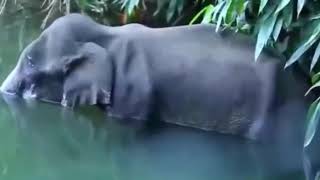 Heartbreaking Video of Kerala Elephant Death