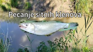 Pecanje sitnih klenova na Glogovnici. Vrlo zanimljiv ribolov i druženje u prirodi.