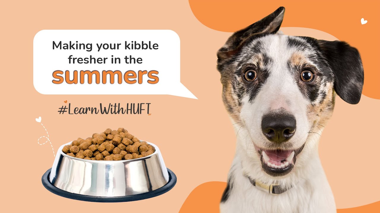 Top 5 Summer Kibble Addons Summer Dog FoodLearnWithHUFT I Heads Up