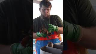 Download Lagu Part of the process…  #maine #fishing #lobster #commercialfishing #boating #saltlife #grind #hustle MP3