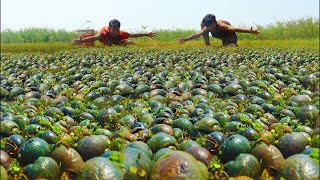 top 10 videos amazing fishing a lot of snails with fisherman skill