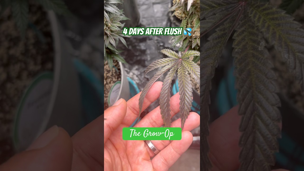 Leaves are getting their fade on 