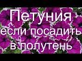 🌺Петуния, если посадить в полутень⛅