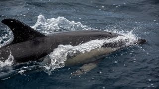 Fatal Shark attack  Muriwai   New Zealand