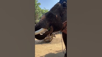 Elephant vs Watermelon 🍉 #travel #thailand #elephant #pattaya
