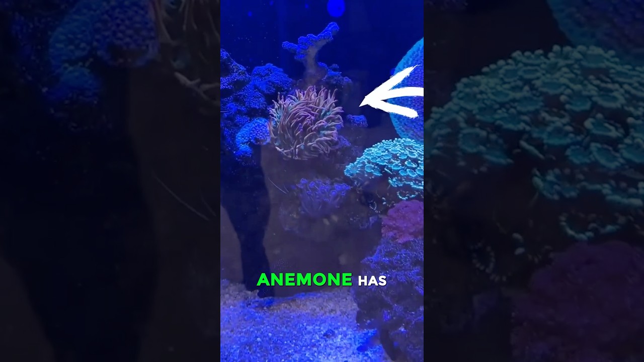 Adding High-End Corals to My Reef Tank 