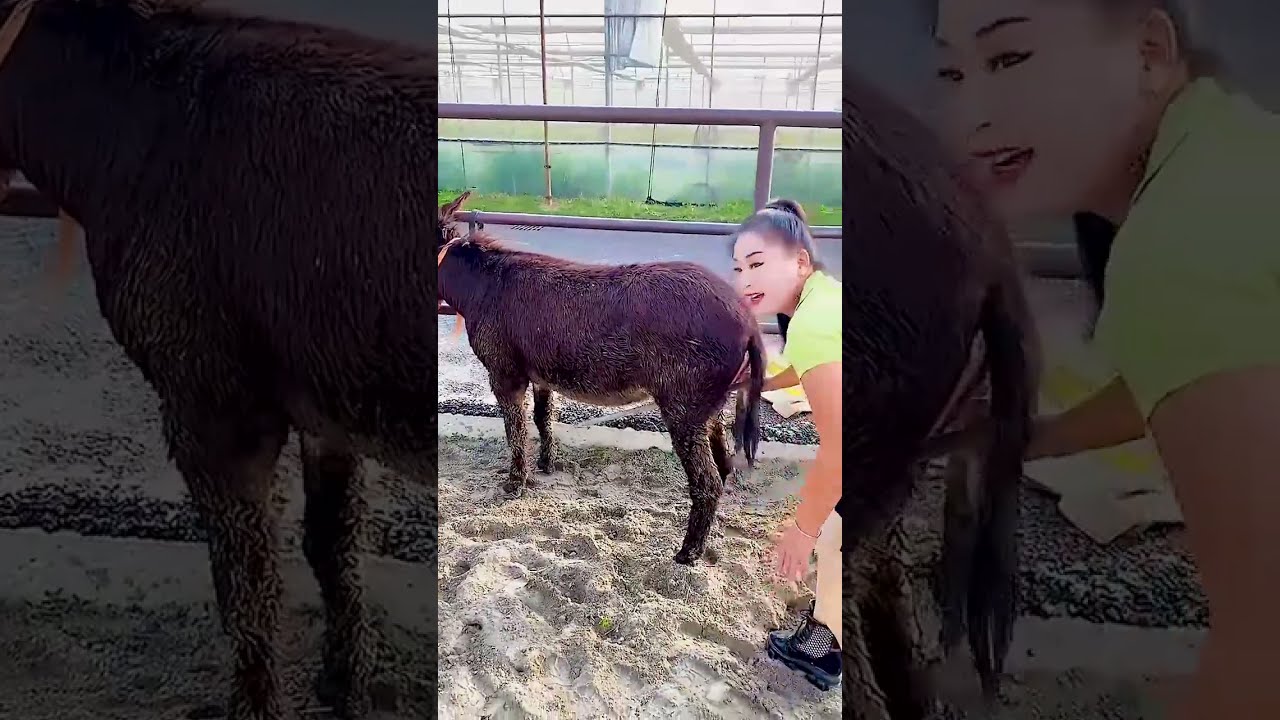 Funniest Donkey Ever Training The Fun Way 1266