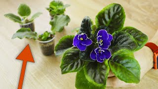 видео: Как ПРАВИЛЬНО УКОРЕНИТЬ ЧЕРЕНОК фиалки?  Самые частые ошибки  НЕ ДОПУСКАЙТЕ ИХ! картинка: Как ПРАВИЛЬНО УКОРЕНИТЬ ЧЕРЕНОК фиалки?  Самые частые ошибки  НЕ ДОПУСКАЙТЕ ИХ!