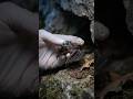 “You’ve Never Seen a Bat Like This 😳”👉 “Bat POV: What Night Really Looks Like 🦇” #life #animals