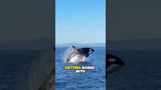 Orcas Have Been Targeting Boats...