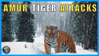 History of Siberian Tiger Attacks - From Patreon