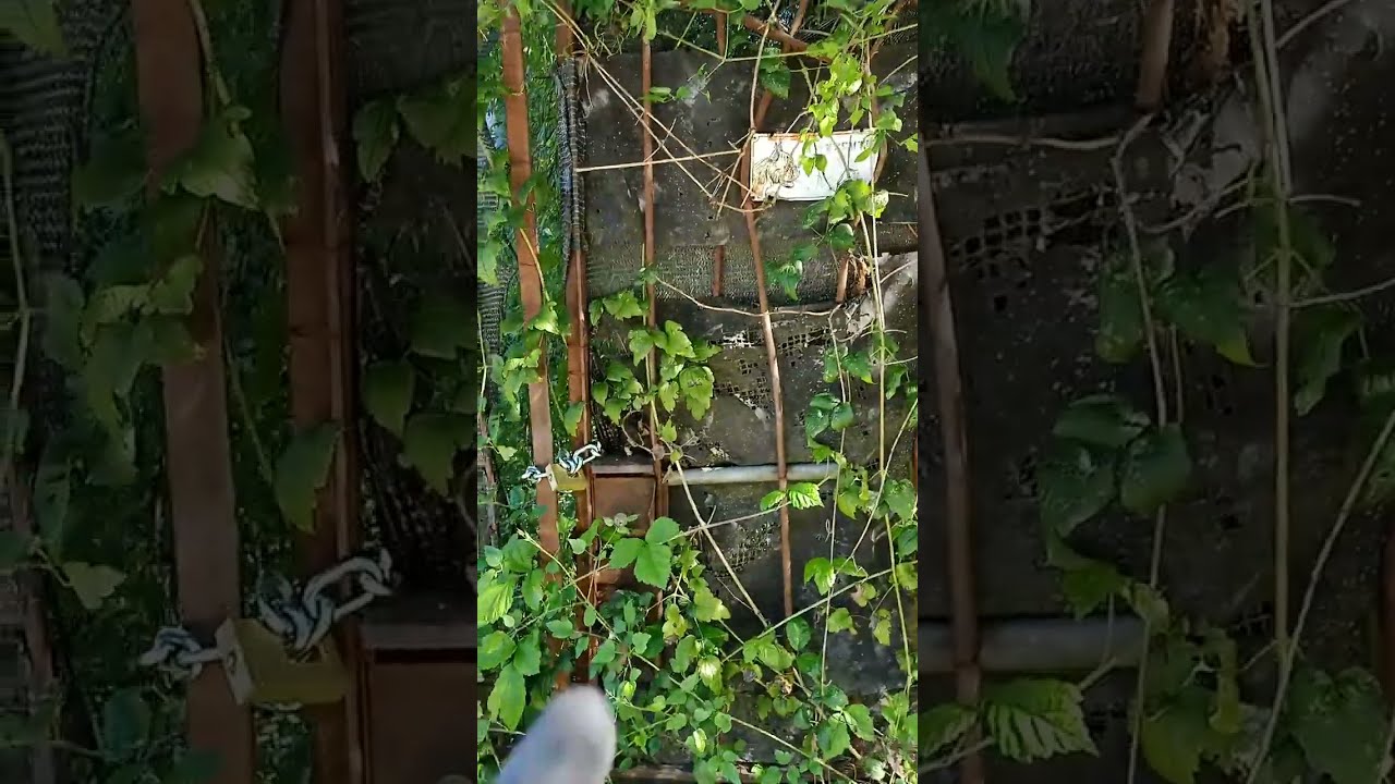 DOOM-HEAD'S HOUSES - 10 - EXTREME & SOLO SERIES