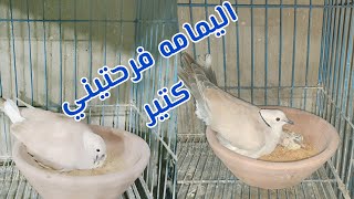 مفاجأة اليمام اليمني القمري