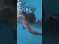 UNC shark expert helps protect their populations
