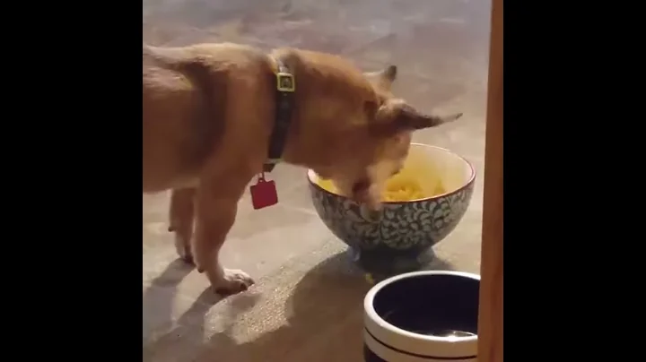 Odie - Bone or mac & cheese