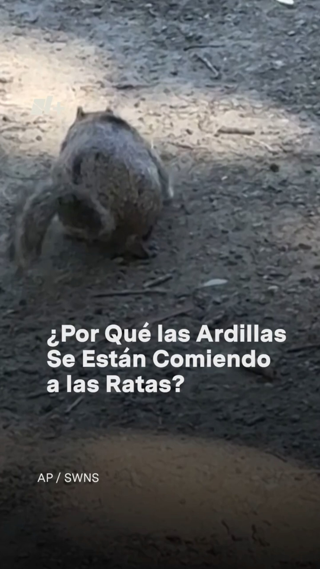 Ardillas cazan y se comen a las ratas: ¿Se han vuelto carnívoras? #nmas #shorts #ardillas