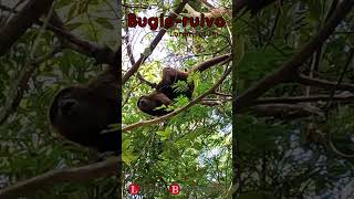 Bugio ruivo (Alouatta guariba ssp. clamitans)
