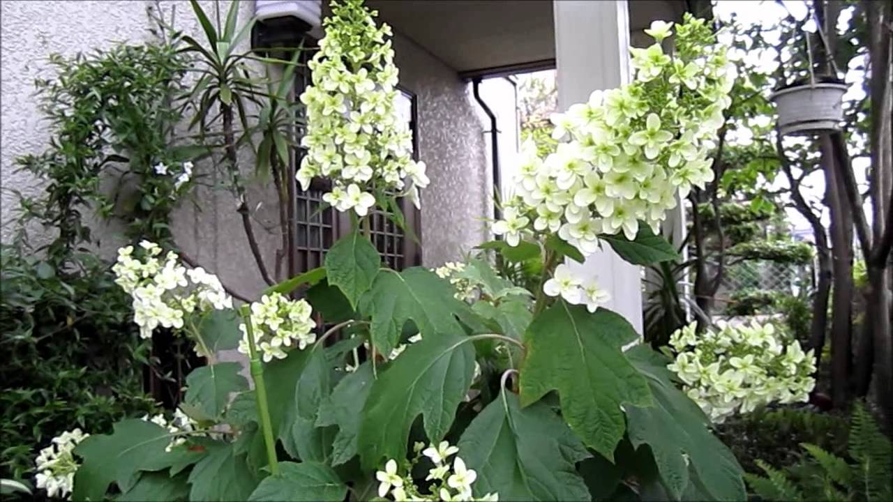 白い 紫陽花の名前は 珍しいの 花言葉は 情報を色々集めてみました