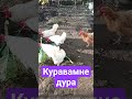 #куры #chicken #зелень #капуста