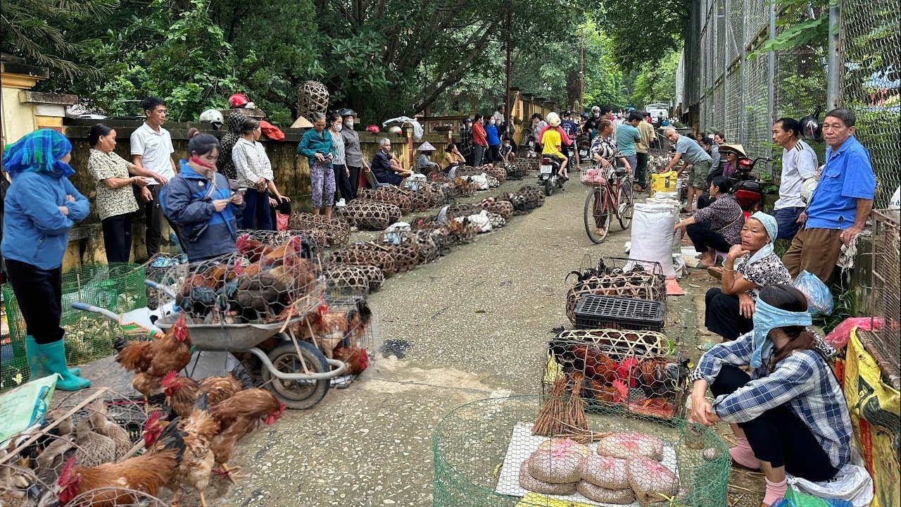 CHỢ BẮC HÀ LÀO CAI - PHIÊN CHỢ MIỀN NÚI TÂY BẮC MỘC MẠC & BÌNH YÊN - BÁN NHIỀU ĐẶC SẢN NÚI RỪNG