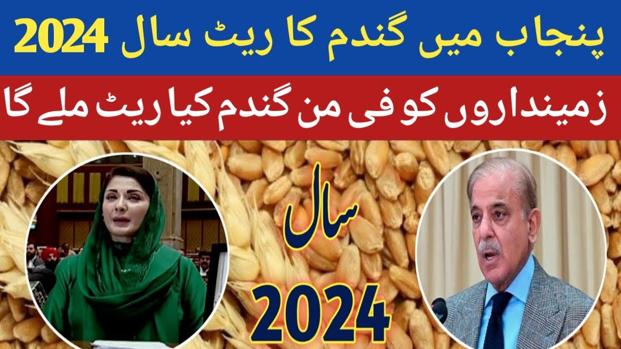 wheat price in Pakistan 2024 | Gundam ka rate today | wheat support ...