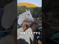 ビル爺にサンタからのプレゼント!?メリークリスマス!! #元神馬#引退馬支援#ポニー
