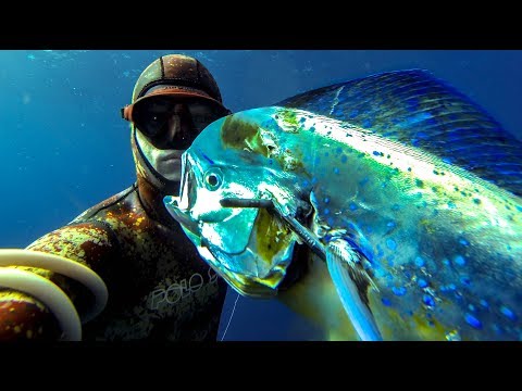 Spearfishing for Mahi Mahi / Dolphin fish? What you NEED to know!