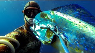 Spearfishing for Mahi Mahi / Dolphin fish? What you NEED to know! Spearfishing for Mahi Mahi / Dolphin fish? What you NEED to know!