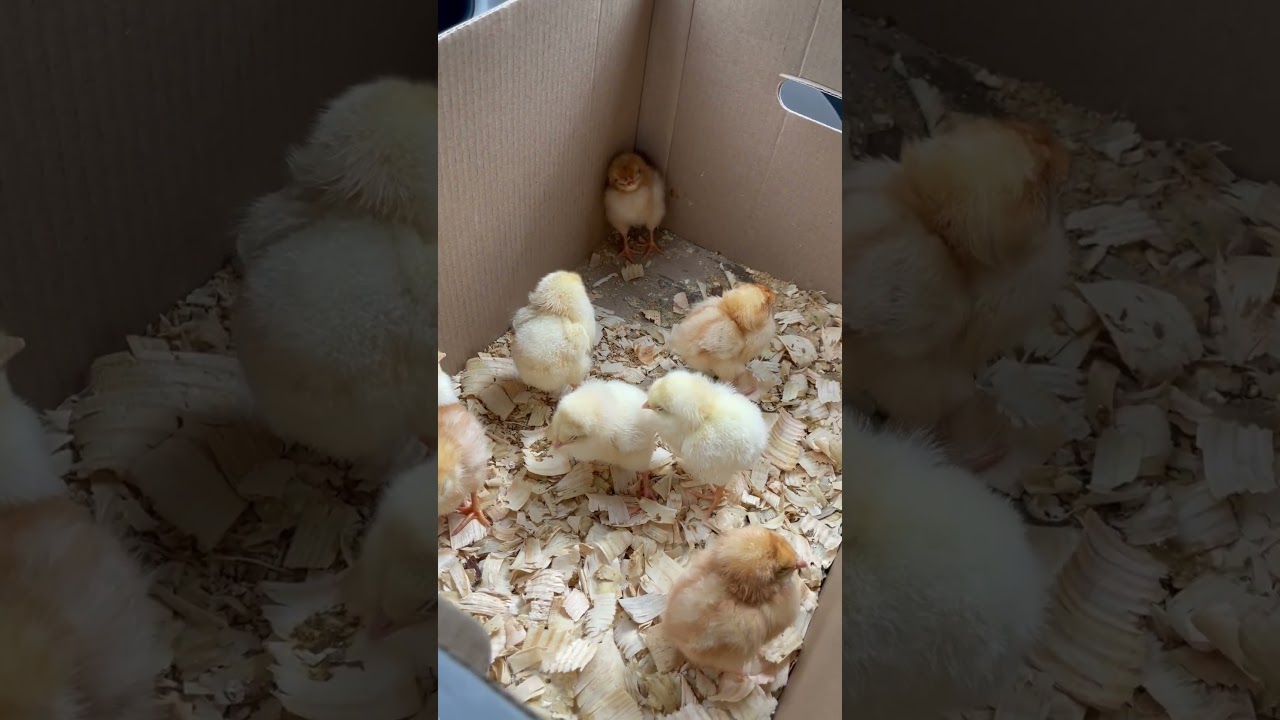 Picking up chicks with Bloomer Farm ￼