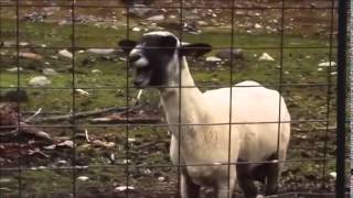 Recep Tayyip Erdoğan Van Mitingi Güldüren Sahne