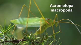 Acrometopa Macropoda -- Langbeinige Sichelschrecke -- Common Long-Legged Bush-Cricket