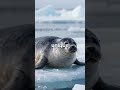 Discovering Greenland's Wonder's #shortsfeed #facts #shortsviral #shortsyoutube #greenland